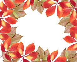 Yellow and red leaves of Parthenocissus quinquefolia in frame shape on isolated background photo