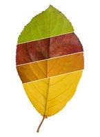 Green, red and yellow cherry leaf on isolated background, macro photo