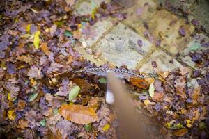 Top-down view of a rake gathering colorful autumn leaves on a stone-paved surface, with vibrant hues of orange and yellow. photo