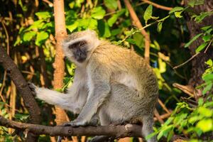 Vervet monkey, Chlorocebus pygerythrus, sitting on a tree branch, observing its surroundings. photo