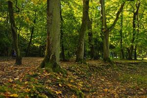 Camera looks up and moves slowly under autum trees. Tree branches and leaves against blue sky. Warm summer day photo
