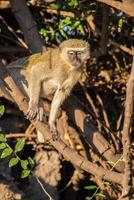 Vervet monkey, Chlorocebus pygerythrus, sitting on a tree branch, observing its surroundings. Vertical shot. photo