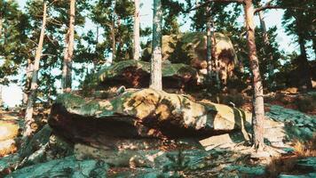 Rock formations surrounded by trees in a serene forest during daylight video