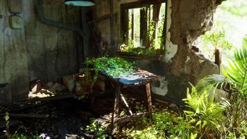 Overgrown table in an abandoned room filled with natural light and greenery video