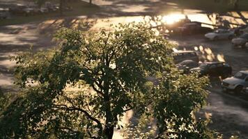 Sunlight filtering through leaves over a busy parking lot in the afternoon video
