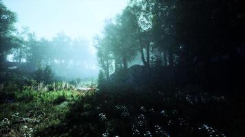 Misty morning light filtering through trees in a tranquil forest landscape video