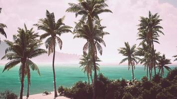 Palm trees lining the serene beach in the Bahamas on a sunny day video