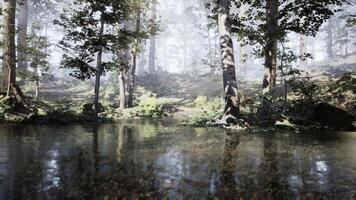 Misty forest with reflections on a calm surface during early morning hours video