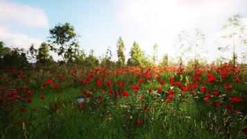 Vibrant red poppy field under the sun creating a serene landscape in spring video