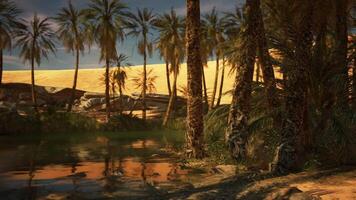 Lush palm trees near a tranquil oasis surrounded by sandy dunes at dusk video