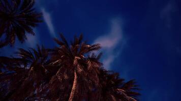 Tall palms silhouetted against a twilight sky with soft clouds video