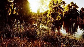 Golden sun setting over a tranquil lake surrounded by lush greenery video