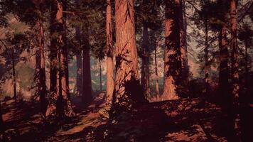Majestic sequoia trees towering in the forest during golden hour light video