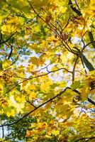 Camera looks up and moves slowly under autum trees. Tree branches and leaves against blue sky. Warm summer day photo