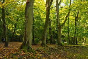 Camera looks up and moves slowly under autum trees. Tree branches and leaves against blue sky. Warm summer day photo