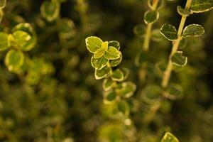 Green leafy plants with a blurred background with sunlight photo