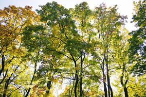 Camera looks up and moves slowly under autum trees. Tree branches and leaves against blue sky. Warm summer day photo