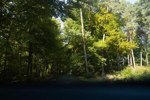 Asphalt road in a dark forest, the tops of the pine trees are illuminated by the setting sun. Slightly grainy retro style photo