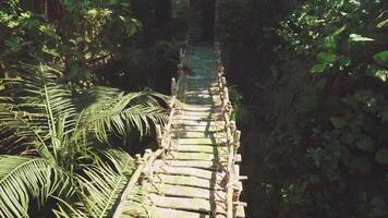 Ancient wooden footbridges built by aborigines in the jungle of the tropics video