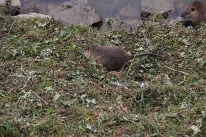 Myocastor coypus on the banks of the Nitra River in the city of Nitra in Slovakia. photo