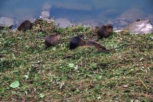 Myocastor coypus on the banks of the Nitra River in the city of Nitra in Slovakia. photo