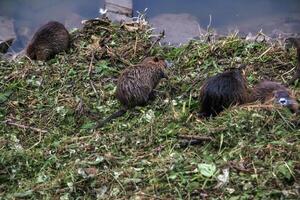 Myocastor coypus on the banks of the Nitra River in the city of Nitra in Slovakia. photo