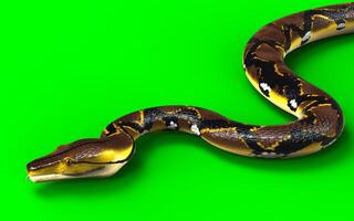 A Post of Reticulatus snake, python species isolate on green background. photo
