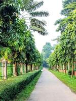 Rows of trees in a park inside National Botanical Garden Bangladesh photo