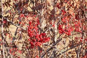 Red berries from a mountain ash tree, birds feed on these in winter. photo