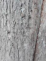 Close-up view of tree trunk.Tree bark texture photo