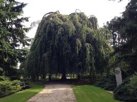 A large tree with a bench under it photo