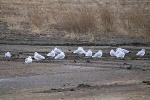 A group of white birds standing on the ground photo