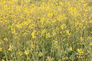 Yellow canola plants blooming, they produce canola seed, which is crushed into canola oil. photo