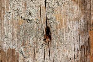 Wood abstract texture. Surface grunge backdrop. Dirty wooden effect pattern. Material background. photo
