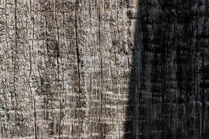 Wood abstract texture. Surface grunge backdrop. Dirty wooden effect pattern. Material background. photo