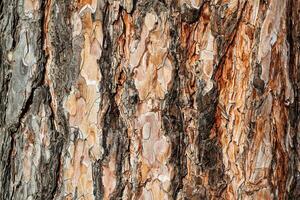 Wood abstract texture. Surface grunge backdrop. Dirty wooden effect pattern. Material background. photo