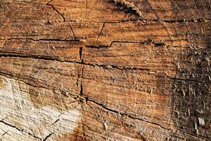 Wood abstract texture. Surface grunge backdrop. Dirty wooden effect pattern. Material background. photo