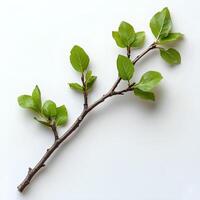 tree branch with leaves isolated on white background with shadow. branch top view. decorative branch flat lay photo