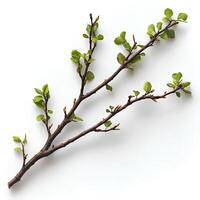 tree branch with leaves isolated on white background with shadow. branch top view. decorative branch flat lay photo