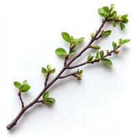 tree branch with leaves isolated on white background with shadow. branch top view. decorative branch flat lay photo
