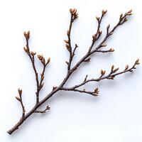 tree branch with leaves isolated on white background with shadow. branch top view. decorative branch flat lay photo