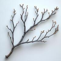 tree branch with leaves isolated on white background with shadow. branch top view. decorative branch flat lay photo