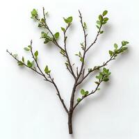 tree branch with leaves isolated on white background with shadow. branch top view. decorative branch flat lay photo