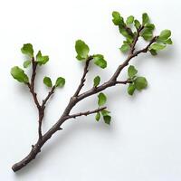 tree branch with leaves isolated on white background with shadow. branch top view. decorative branch flat lay photo