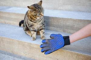 A glove for combing wool. A cat is combed with an animal comb. photo