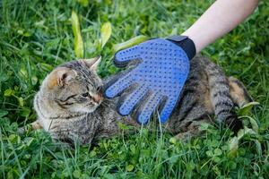 A glove for combing wool. A cat is combed with an animal comb. photo