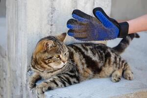 A glove for combing wool. A cat is combed with an animal comb. photo