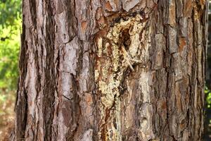 Texture of the bark of a tall tree. Wood from the hot subtropical climate of Israel photo