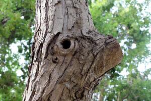 Texture of the bark of a tall tree. Wood from the hot subtropical climate of Israel photo