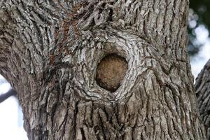 Texture of the bark of a tall tree. Wood from the hot subtropical climate of Israel photo